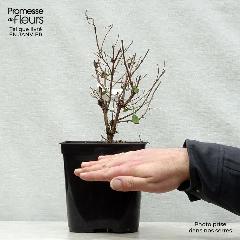 Exemplar von Salvia microphylla Cerro Potosi Topf mit 2L/3L wie im Winter geliefert