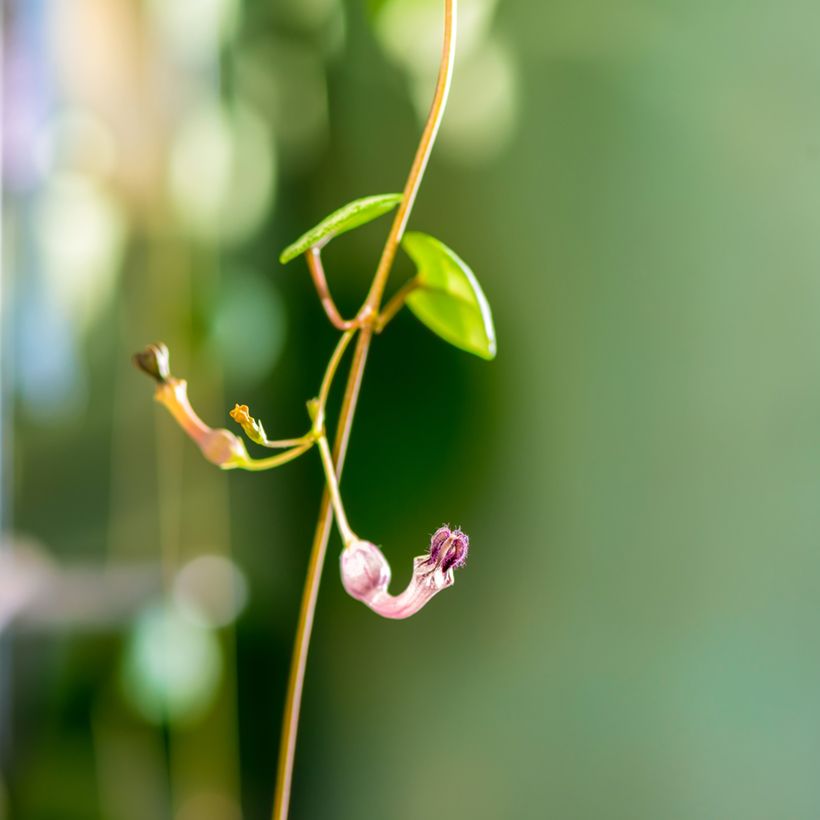 Leuchterblume - Ceropegia woodii (Flowering)
