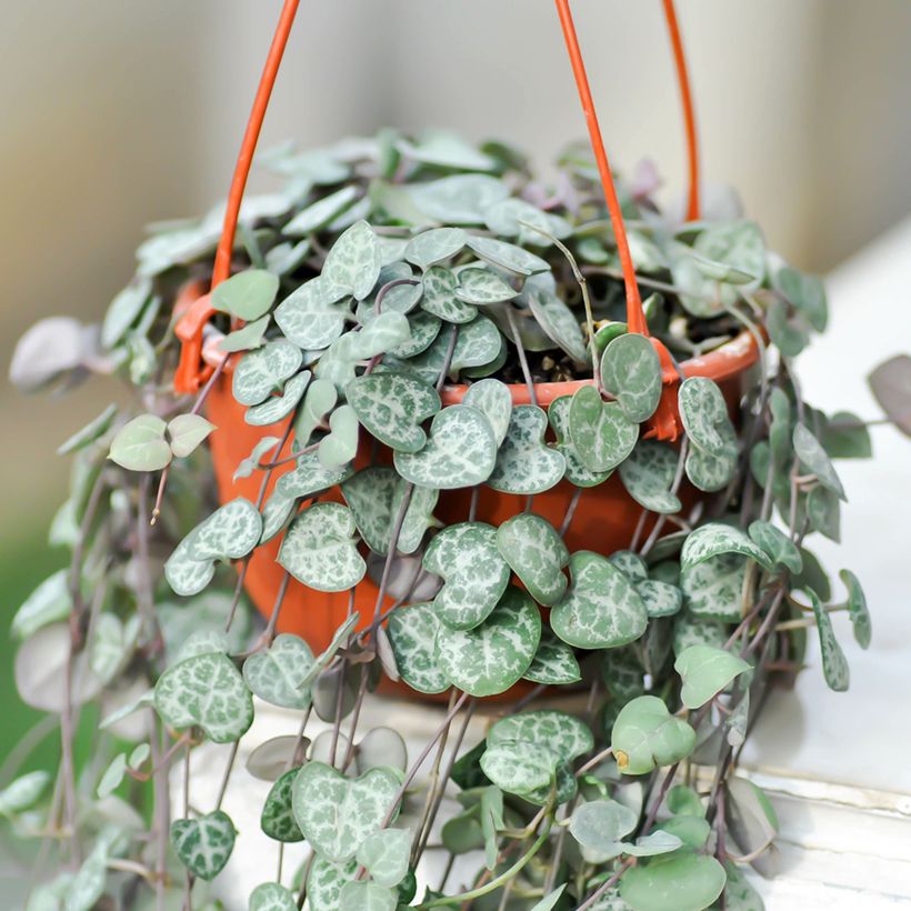 Leuchterblume - Ceropegia woodii (Plant habit)