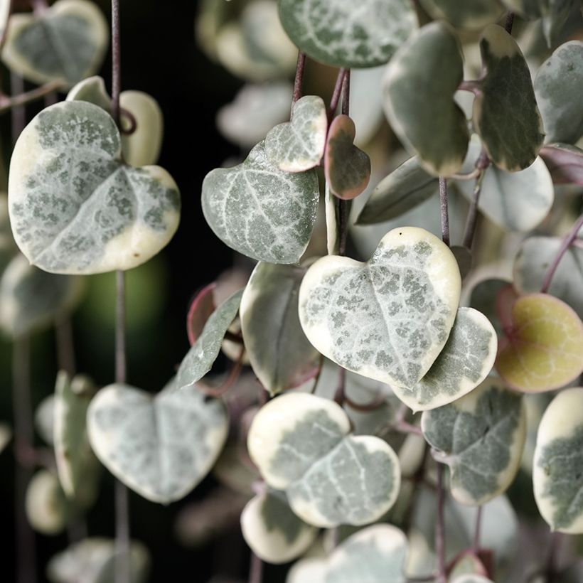 Ceropegia woodii Variegata - Leuchterblume (Foliage)