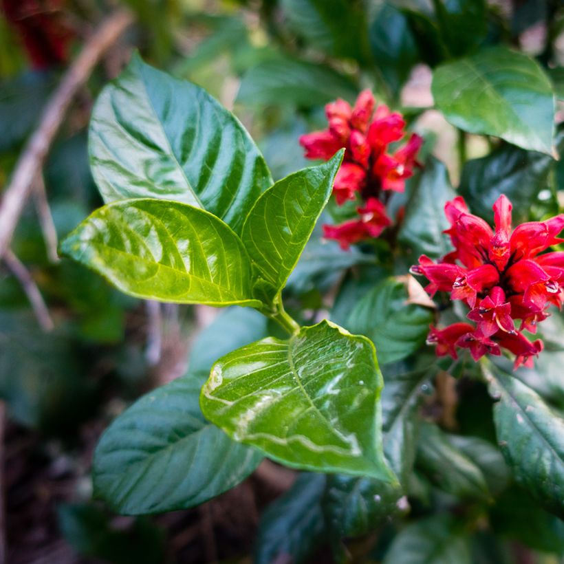 Cestrum fasciculatum Newellii - Roter Hammerstrauch (Foliage)