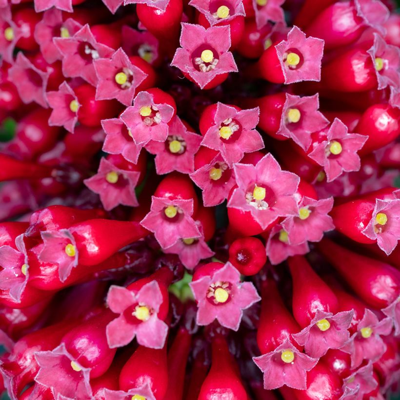Cestrum fasciculatum Newellii - Roter Hammerstrauch (Flowering)