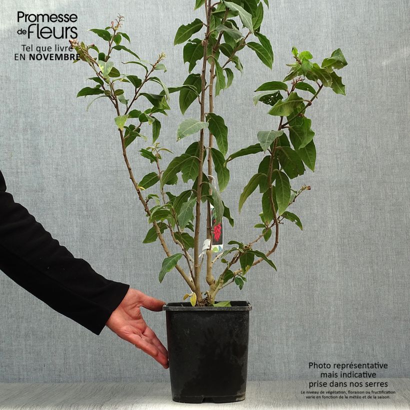 Example of Cestrum elegans Rubrum - Hammerstrauch Topf mit 4L/5L as you get in automne