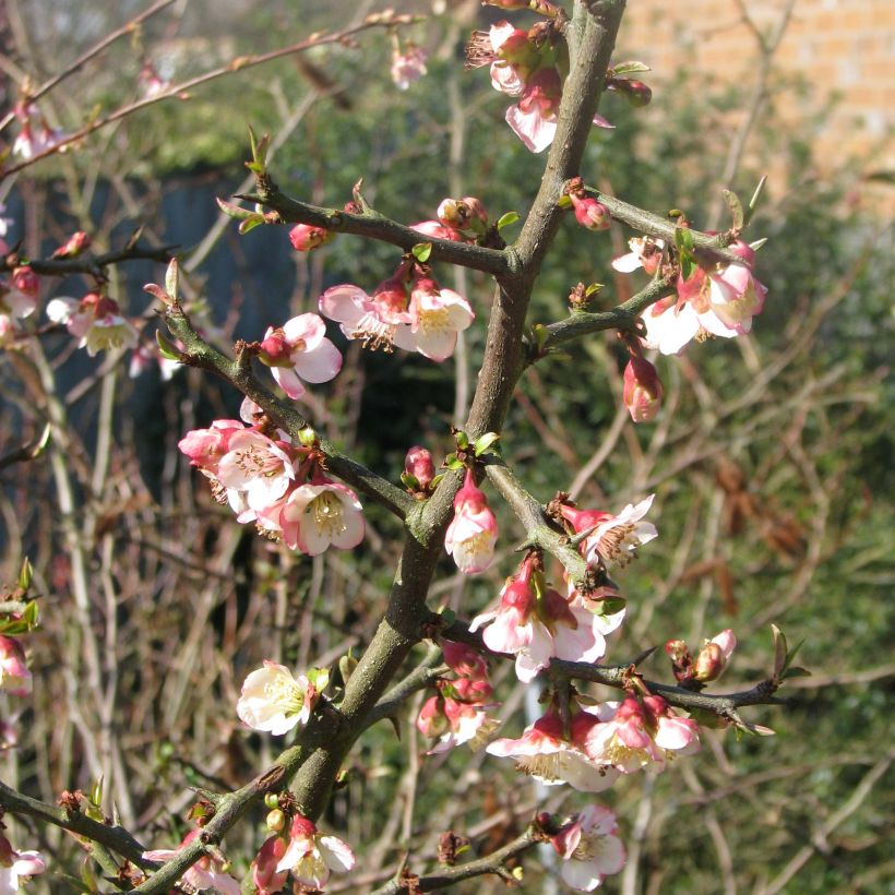 Chaenomeles cathayensis - Großfrüchtige Zierquitte (Flowering)