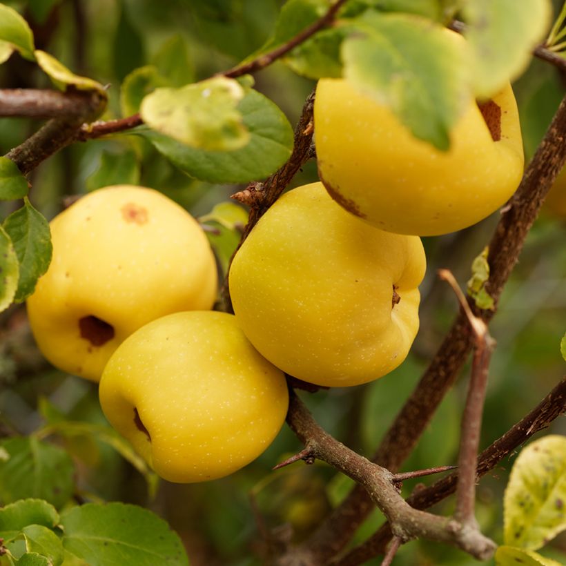 Chaenomeles cathayensis - Großfrüchtige Zierquitte (Harvest)