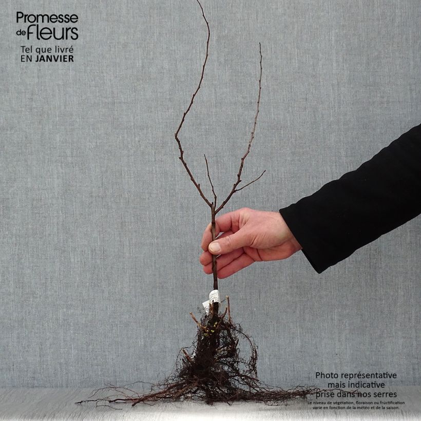 Example of Japanische Zierquitte - Chaenomeles japonica Wurzelnackt as you get in hiver