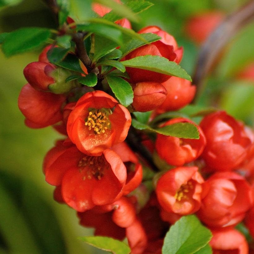 Japanische Zierquitte Orange Beauty - Chaenomeles japonica (Flowering)