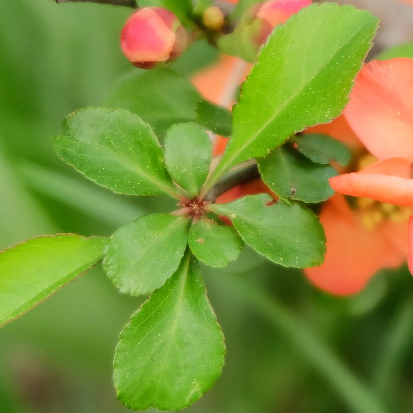 Japanische Zierquitte - Chaenomeles japonica (Foliage)