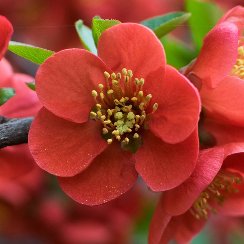 Japanische Zierquitte - Chaenomeles japonica (Flowering)