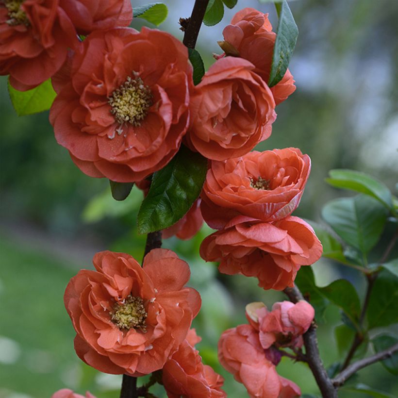 Zierquitte Mango Storm - Chaenomeles speciosa (Flowering)