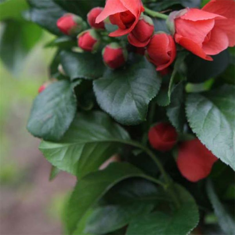Zierquitte Orange Storm - Chaenomeles speciosa (Foliage)