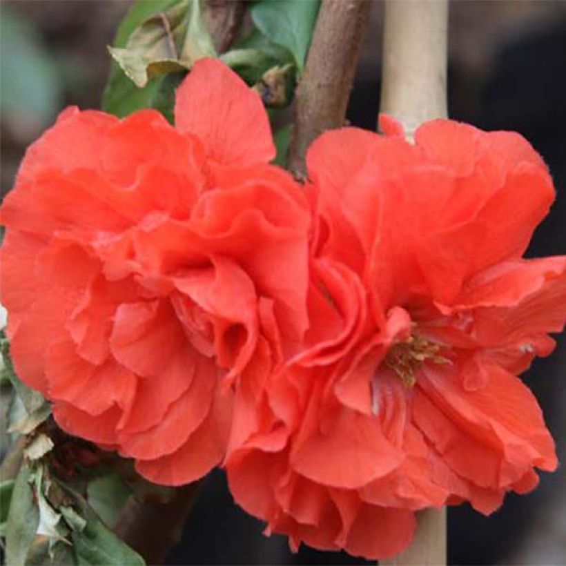 Zierquitte Orange Storm - Chaenomeles speciosa (Flowering)