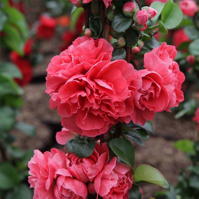 Zierquitte Pink Storm - Chaenomeles speciosa (Flowering)