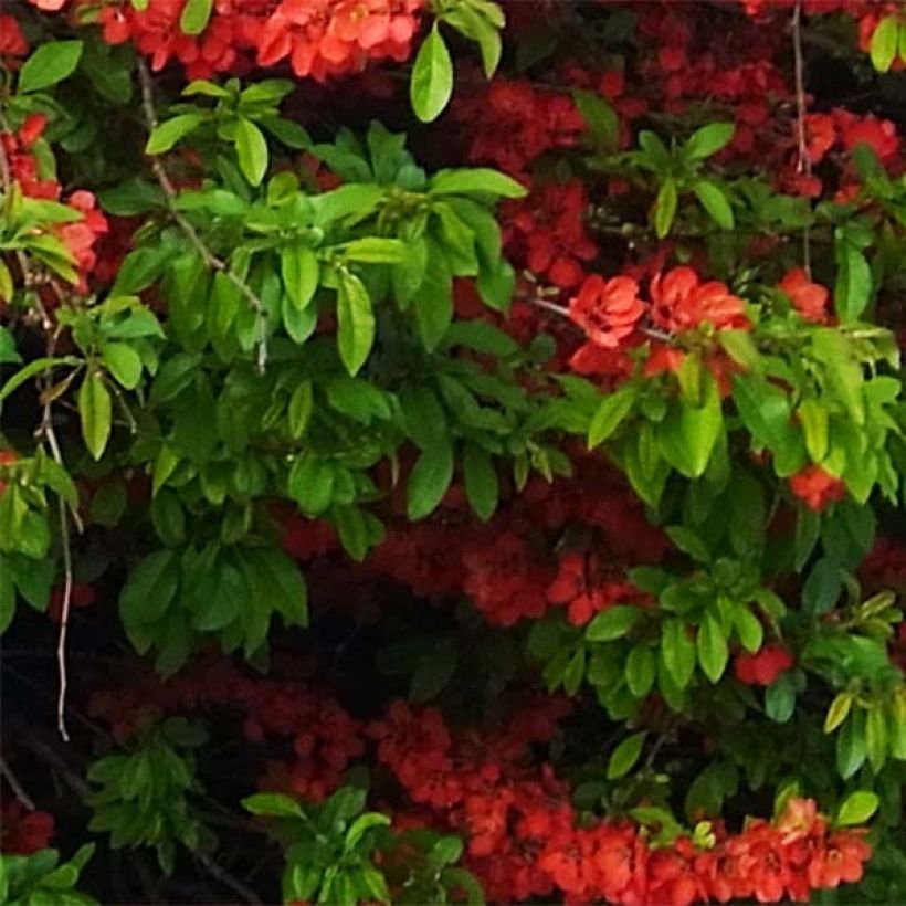Zierquitte Rubra - Chaenomeles speciosa (Foliage)