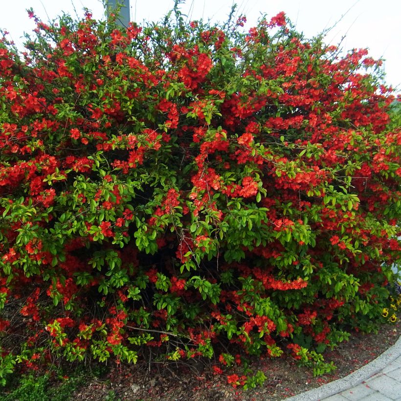 Zierquitte Rubra - Chaenomeles speciosa (Plant habit)