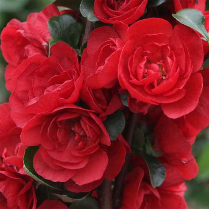 Zierquitte Scarlet Storm - Chaenomeles speciosa (Flowering)