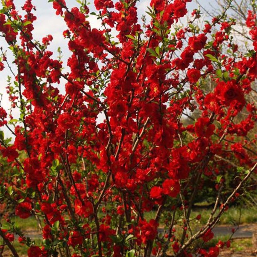 Zierquitte Scarlet Storm - Chaenomeles speciosa (Plant habit)