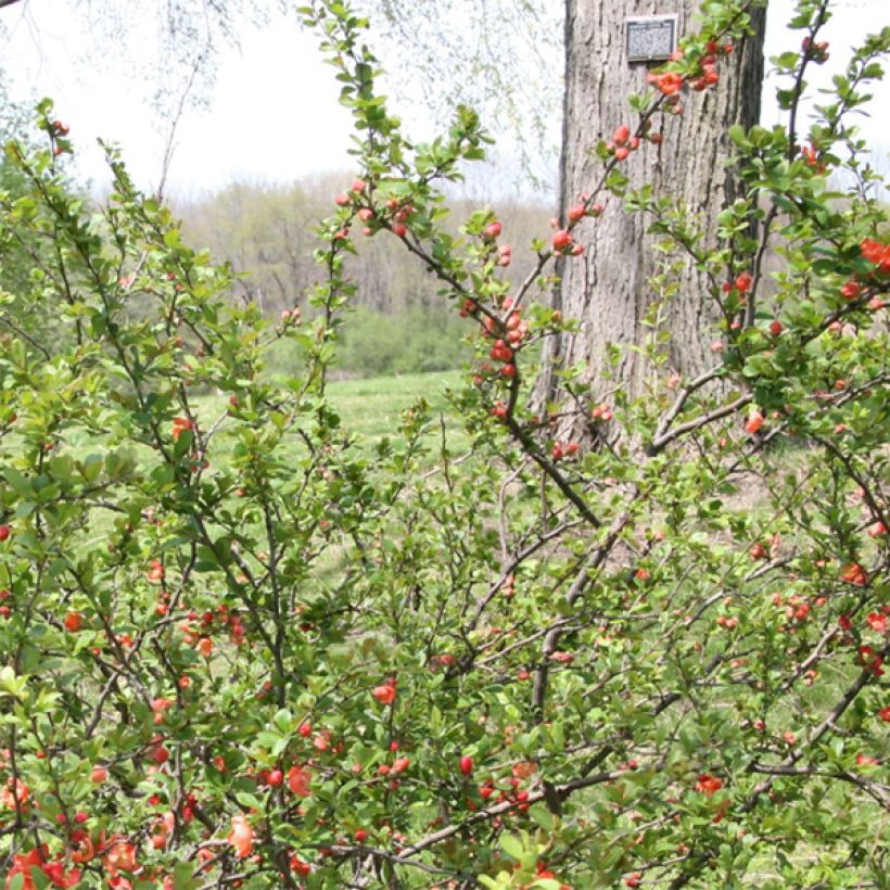 Zierquitte Clementine - Chaenomeles superba (Foliage)