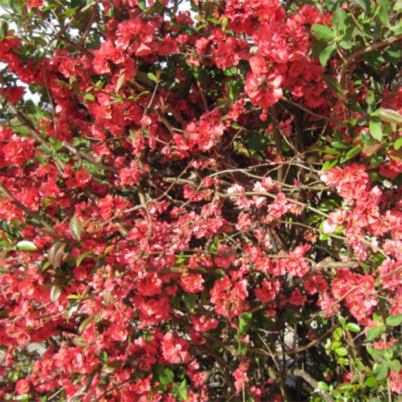 Zierquitte Clementine - Chaenomeles superba (Flowering)