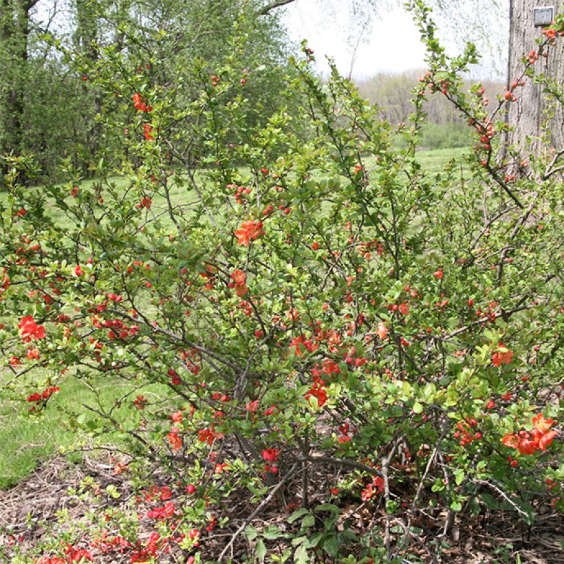 Zierquitte Clementine - Chaenomeles superba (Plant habit)