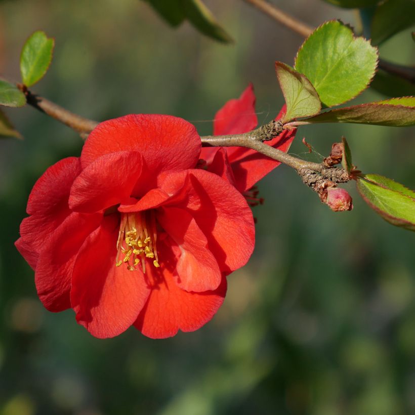 Zierquitte Nicoline - Chaenomeles superba (Flowering)