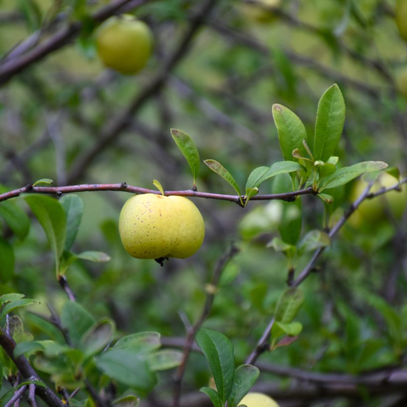 Zierquitte Nicoline - Chaenomeles superba (Harvest)