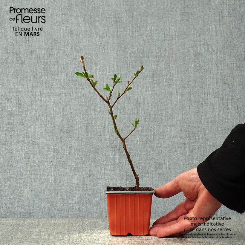 Exemplar von Zierquitte Nicoline - Chaenomeles superba Kleine Töpfe von 8/9 cm wie im Frühjahr geliefert