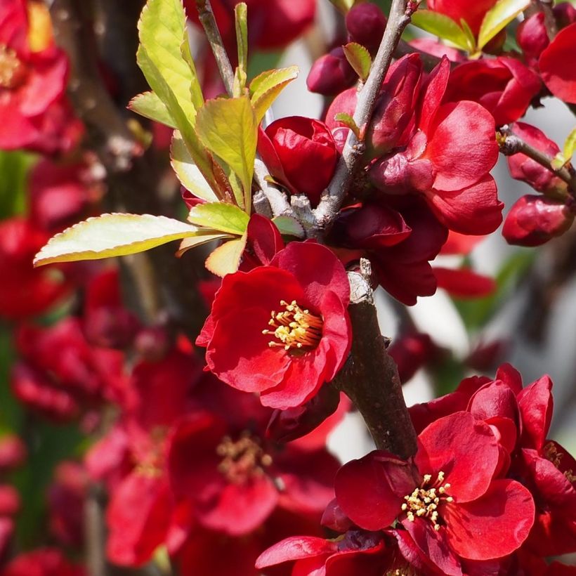 Zierquitte Etna - Chaenomeles superba (Flowering)