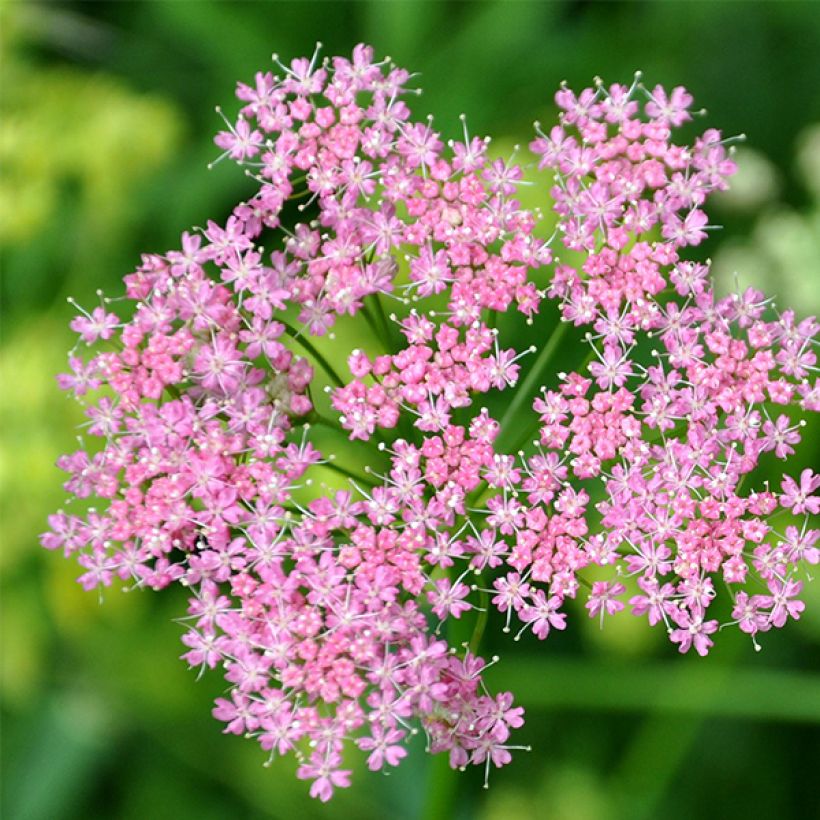 Chaerophyllum hirsutum Roseum - Rauhhaariger Kälberkropf (Flowering)