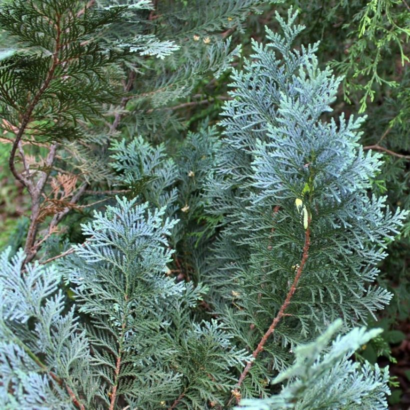 Chamaecyparis lawsoniana Alumii (Laub)