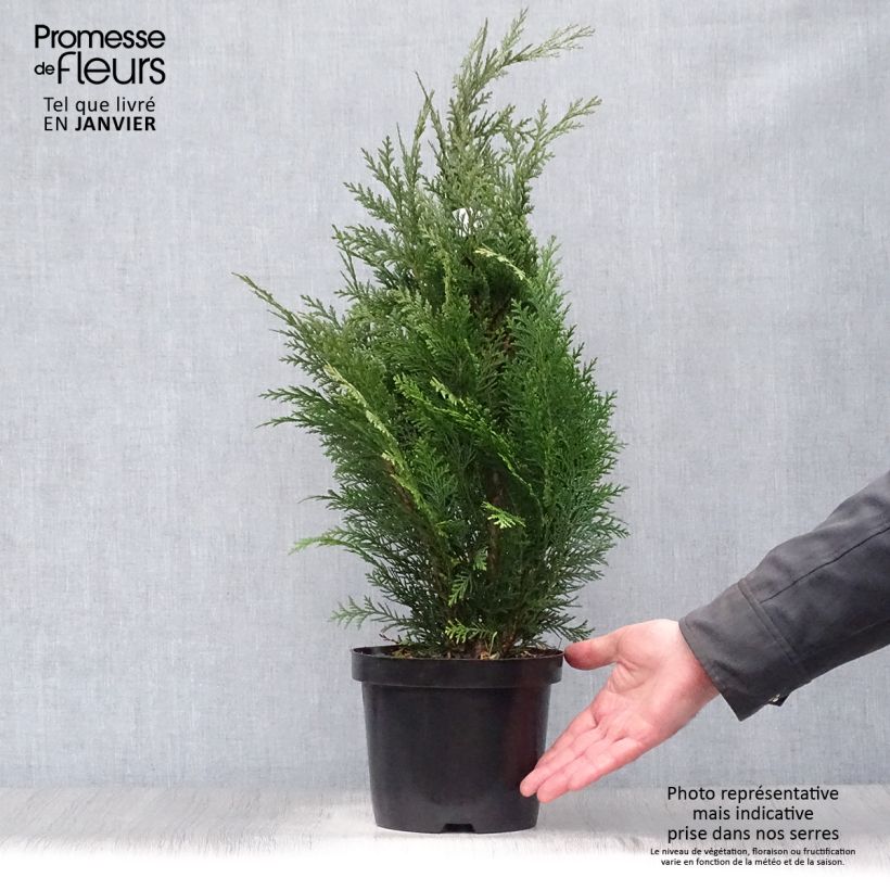 Exemplar von Chamaecyparis lawsoniana Alumii Topf mit 3L/4L wie im Winter geliefert