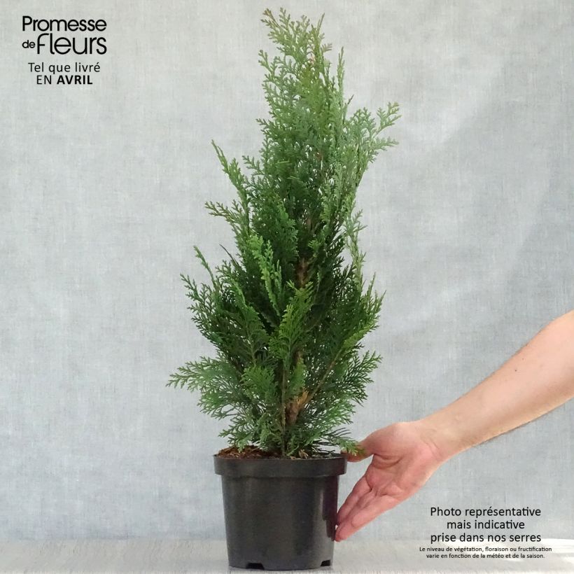 Exemplar von Chamaecyparis lawsoniana Alumii Topf mit 3L/4L wie im Frühjahr geliefert