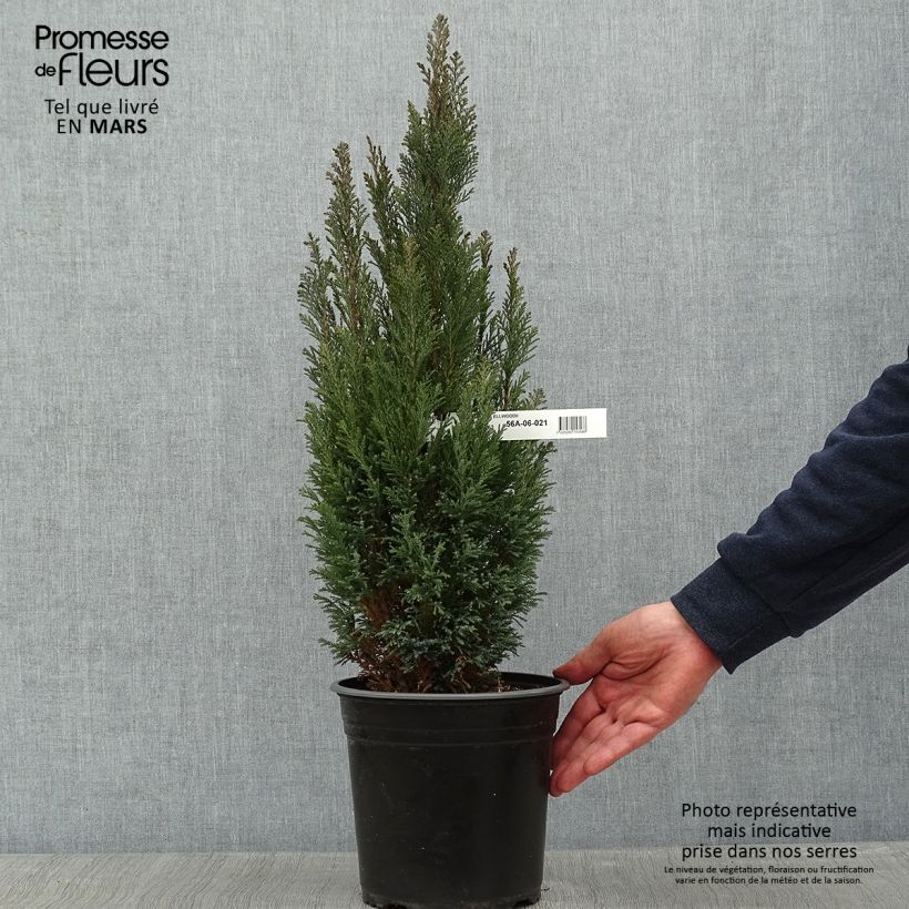 Exemplar von Chamaecyparis lawsoniana Elwoodii Topf mit 4L/5L wie im Winter geliefert