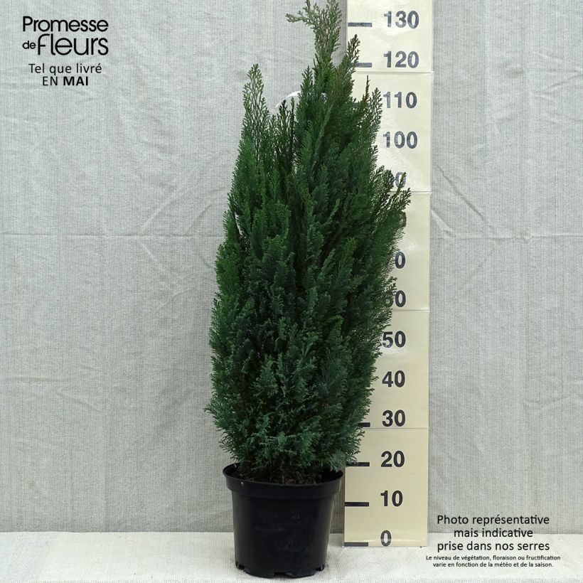 Exemplar von Chamaecyparis lawsoniana Elwoodii Topf mit 7,5L/10L wie im Frühjahr geliefert