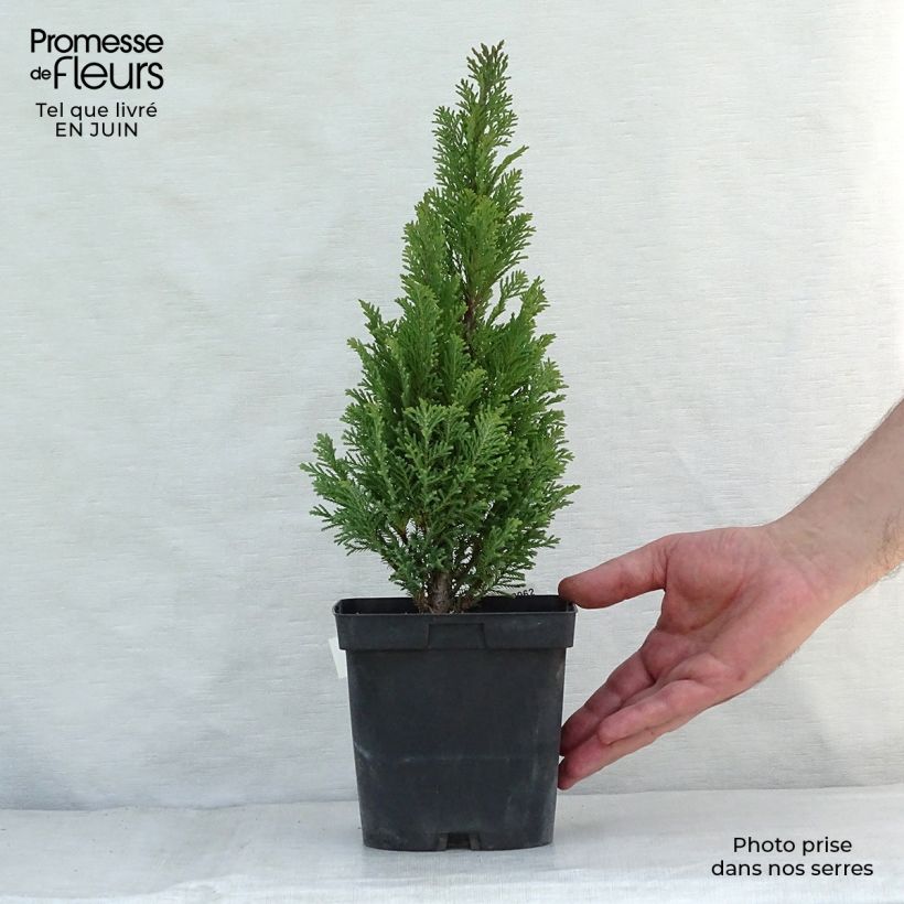 Exemplar von Chamaecyparis lawsoniana Elwoodii Topf mit 2L/3L wie im Sommer geliefert
