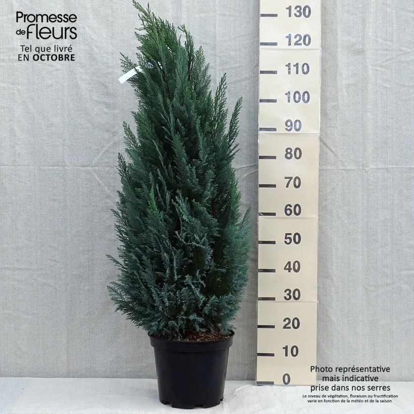 Example of Chamaecyparis lawsoniana Elwoodii Topf mit 7,5L/10L as you get in automne