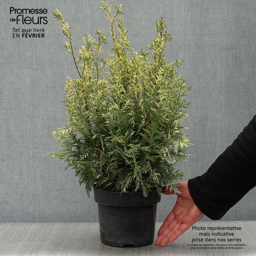 Exemplar von Chamaecyparis lawsoniana Pearly Swirls Topf mit 2L/3L wie im Winter geliefert