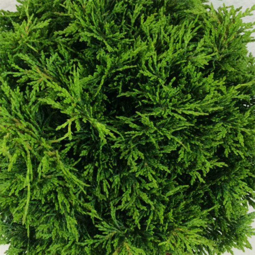 Chamaecyparis lawsoniana Twisted Ball (Laub)