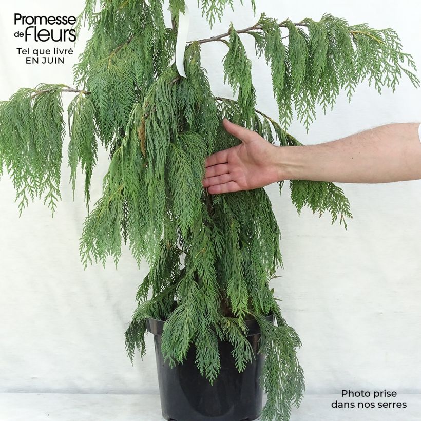 Example of Chamaecyparis nootkatensis Pendula Topf mit 7,5L/10L as you get in ete