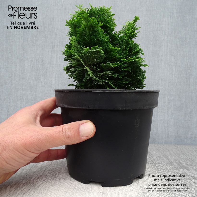 Example of Chamaecyparis obtusa Aurora Topf mit 2L/3L as you get in automne