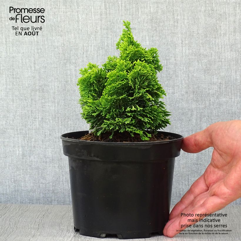 Exemplar von Chamaecyparis obtusa Aurora Topf mit 2L/3L wie im Sommer geliefert