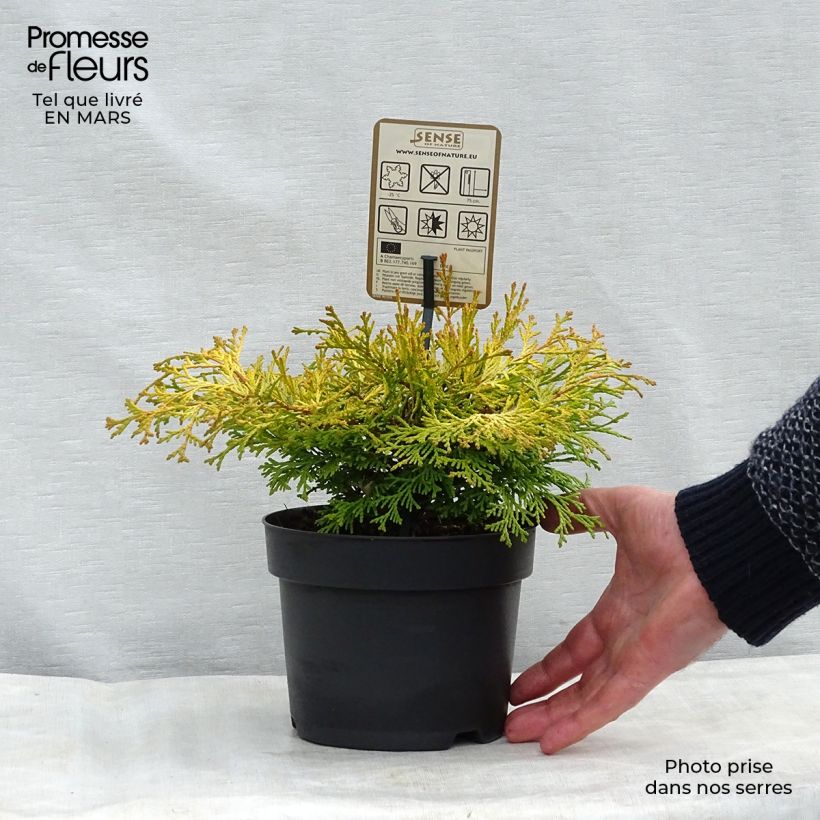 Exemplar von Chamaecyparis obtusa Kamarachiba Topf mit 2L/3L wie im Winter geliefert