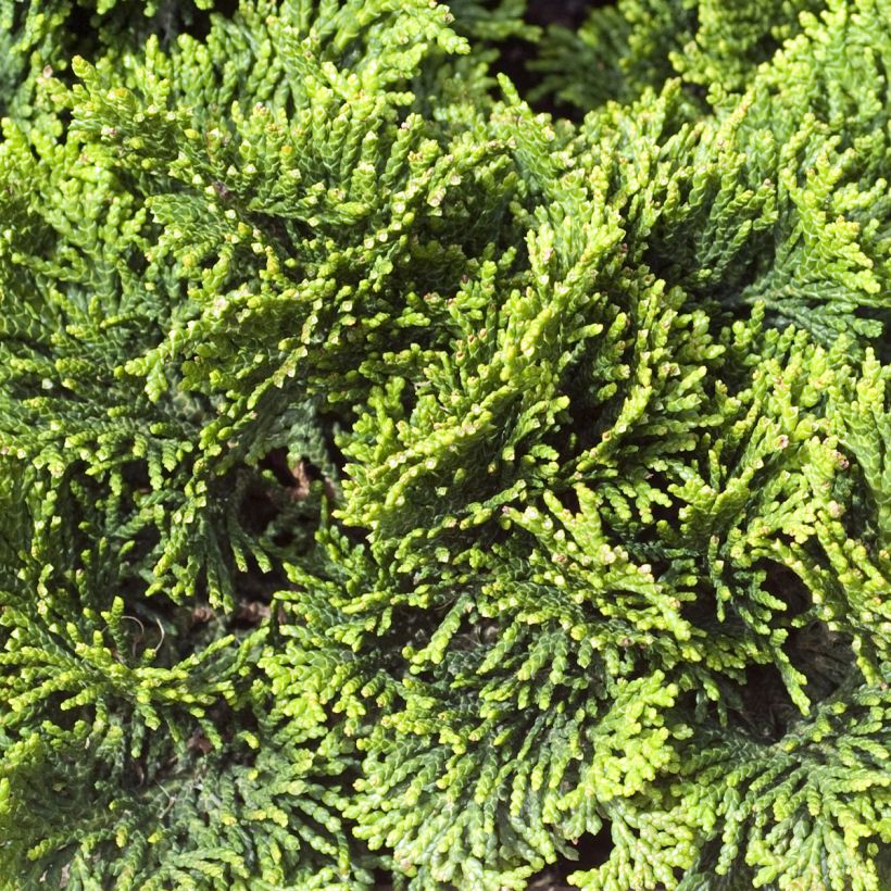 Chamaecyparis obtusa Contorta (Foliage)