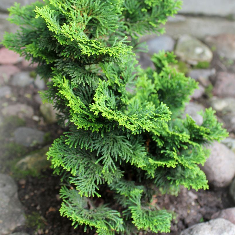 Chamaecyparis obtusa Contorta (Plant habit)