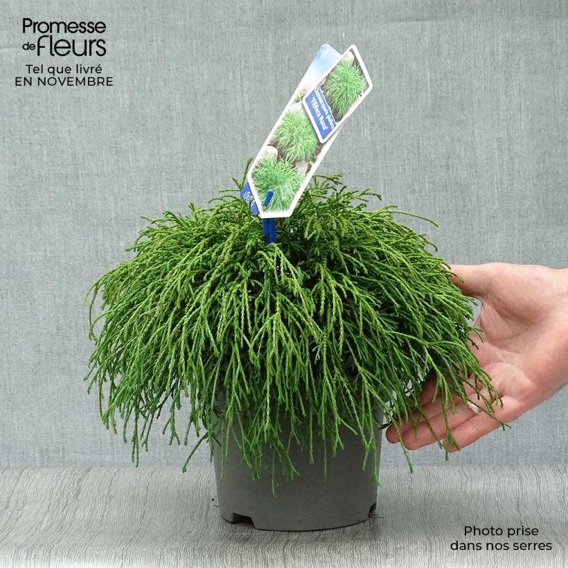 Example of Chamaecyparis pisifera Filifera Nana Topf mit 2L/3L as you get in automne