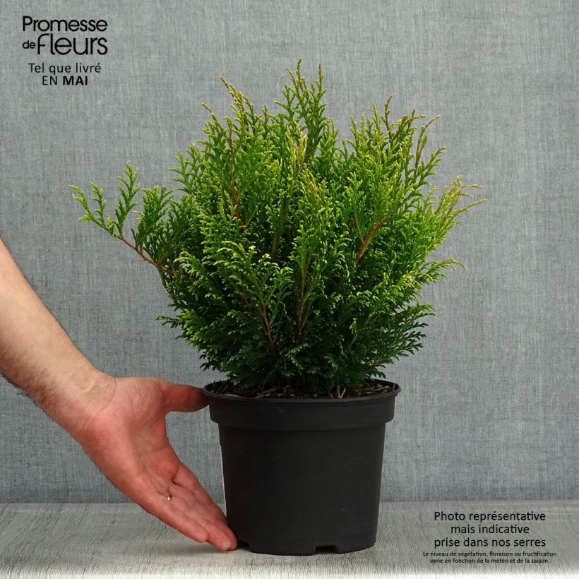 Exemplar von Chamaecyparis pisifera Filip's Happy Day Topf mit 2L/3L wie im Frühjahr geliefert