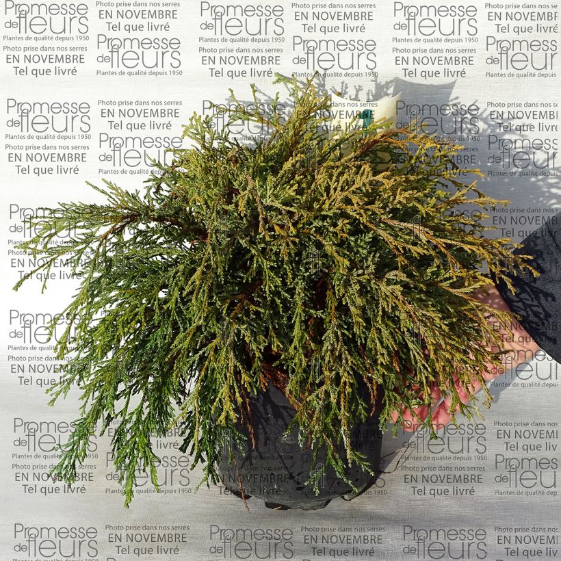 Example of Chamaecyparis pisifera Kaatje Topf mit 2L/3L as you get