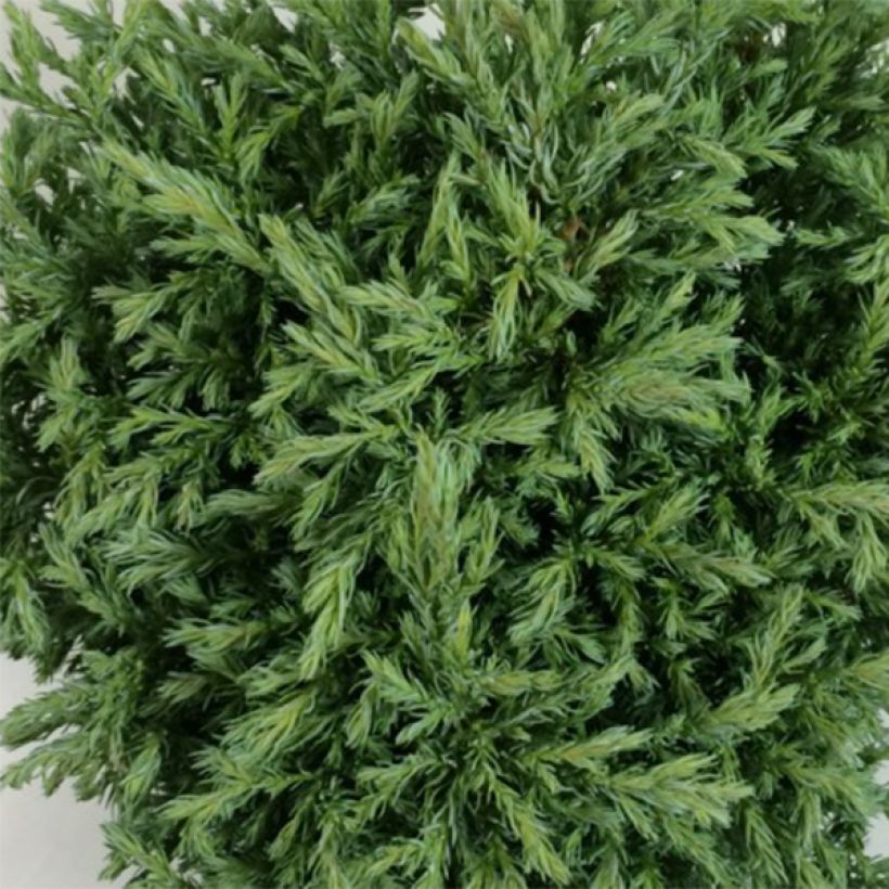 Chamaecyparis pisifera Lieve (Laub)