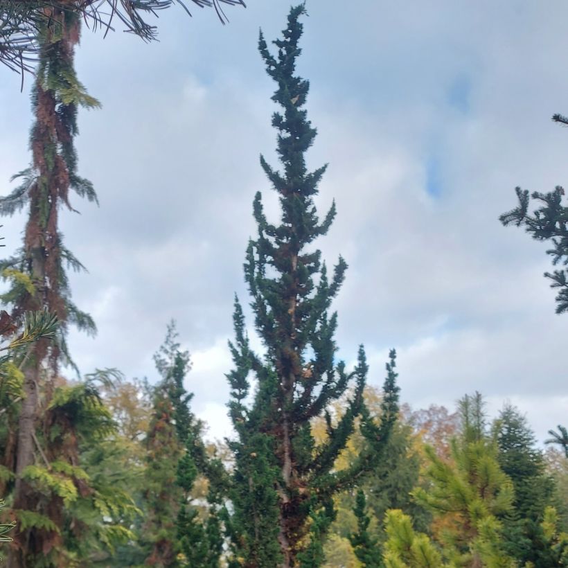 Chamaecyparis lawsoniana Wissel's Saguaro (Hafen)