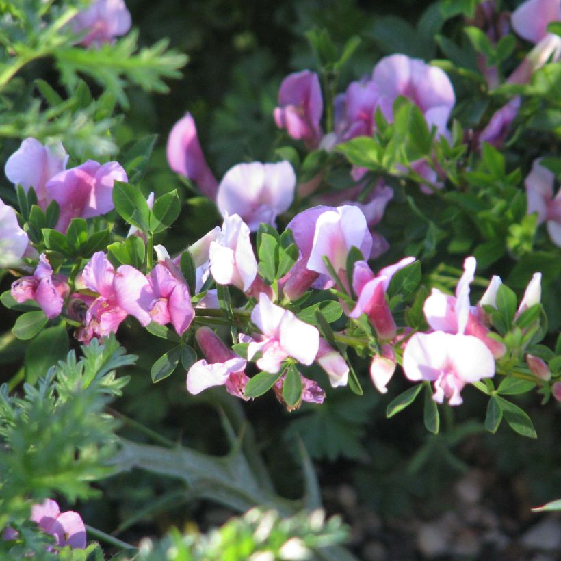 Chamaecytisus purpureus - Purpurroter Geißklee (Flowering)